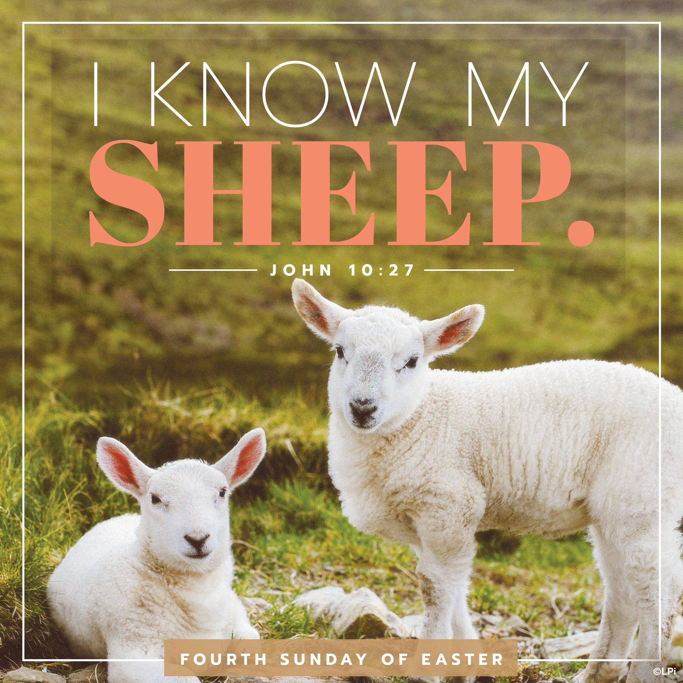 This Weekend’s Bulletin for the 4th Sunday of Easter (May 11th)