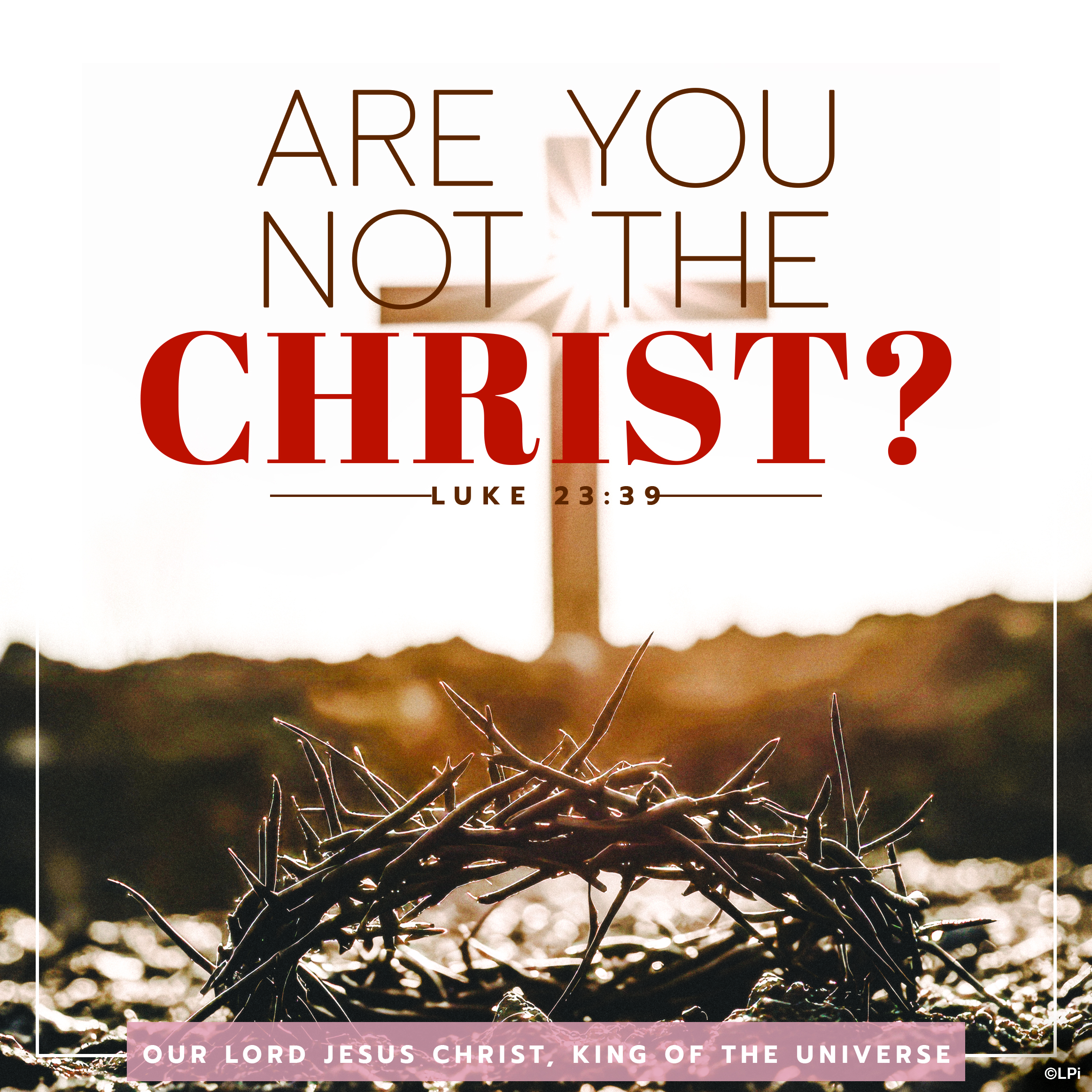 Bulletin for November 23rd Weekend